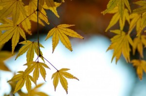 Autumn Leaves 152