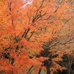 日常英会話の表現例 「ほっとした」