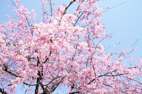 cherry blossom 3