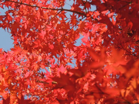 紅葉を見に行こう という日常英会話表現 真美といっしょに英語を話しましょう